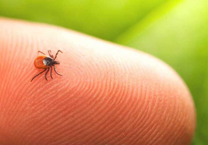Proven_Insect_Repellent_Effective_Safe_information_ticks_questions
