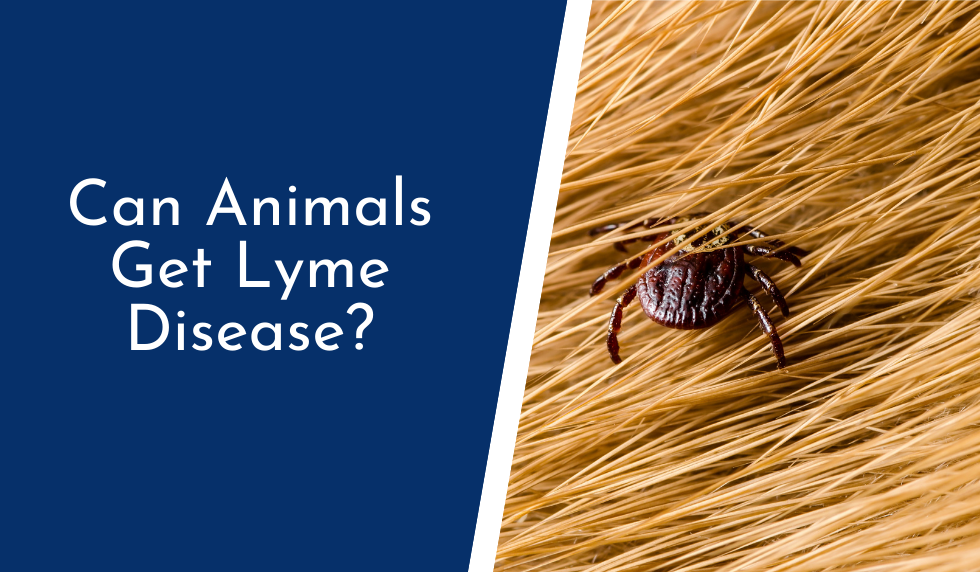 Can Animals Get Lyme Disease?