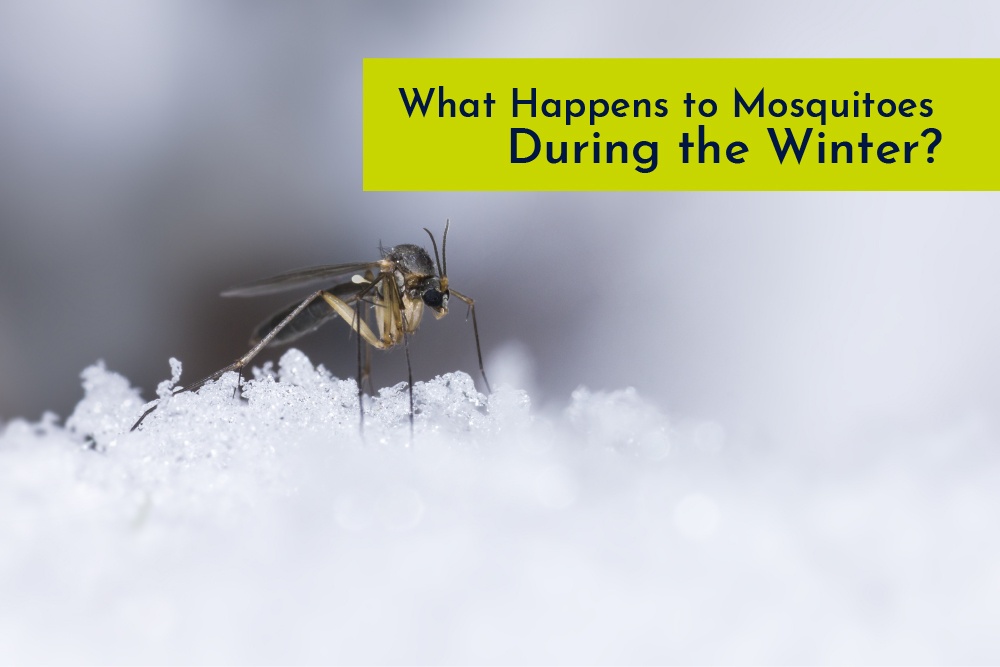 What Happens to Mosquitoes During the Winter?