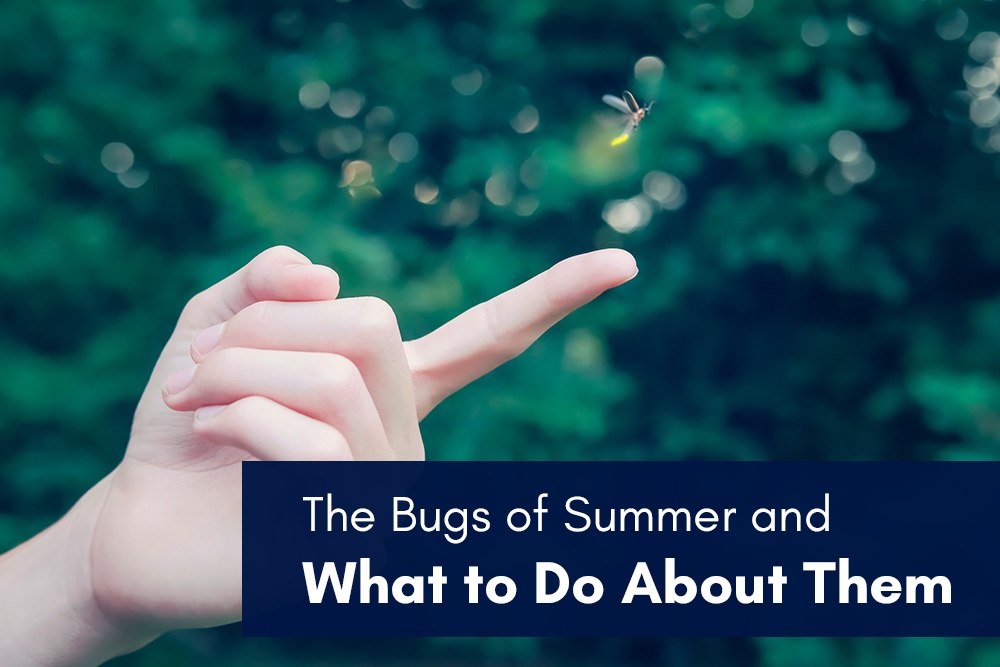 The Bugs of Summer and What to Do About Them
